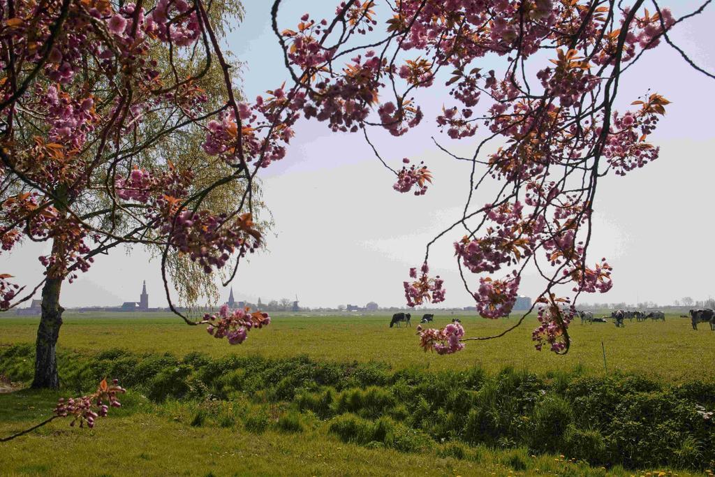 Hotelhuisjes Medemblik فيرينغْئِفيرف المظهر الخارجي الصورة